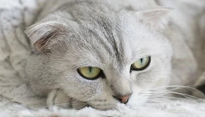 主持人在今日凌晨遭遇八卦炸锅，电鸽全网炸锅，详情揭秘